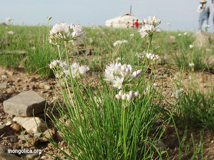 wild onion gobi desert